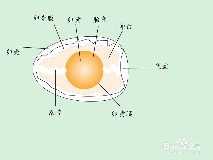 <b>鸡卵的结构图及作用</b>