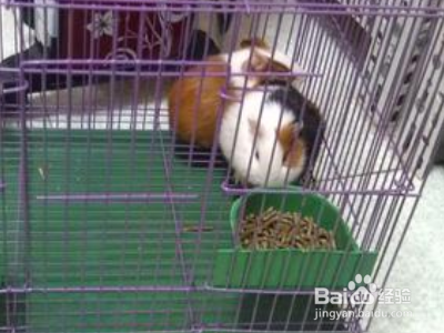荷兰猪笼子怎么布置?