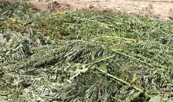 瘦土地应该怎样种植和上肥