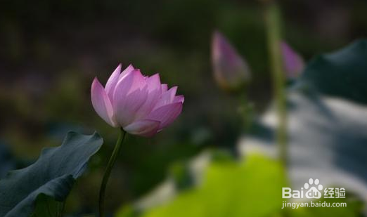 如何逆光拍摄荷花照片？
