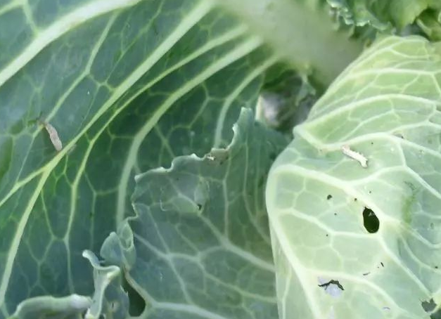 打蔬菜上的小菜蛾、菜青虫有什么特效药