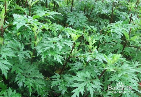 怎么区分艾草和蒿草