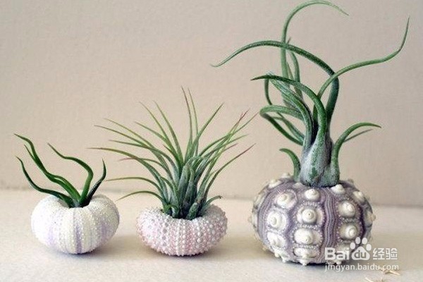 好看又好养的植物