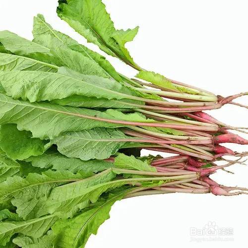 蚝油素炒萝卜苗