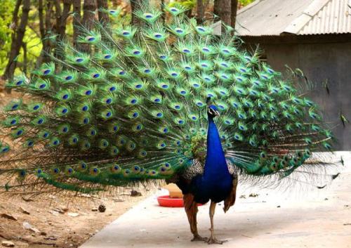 白孔雀和蓝孔雀可以吃吗 不违法吗