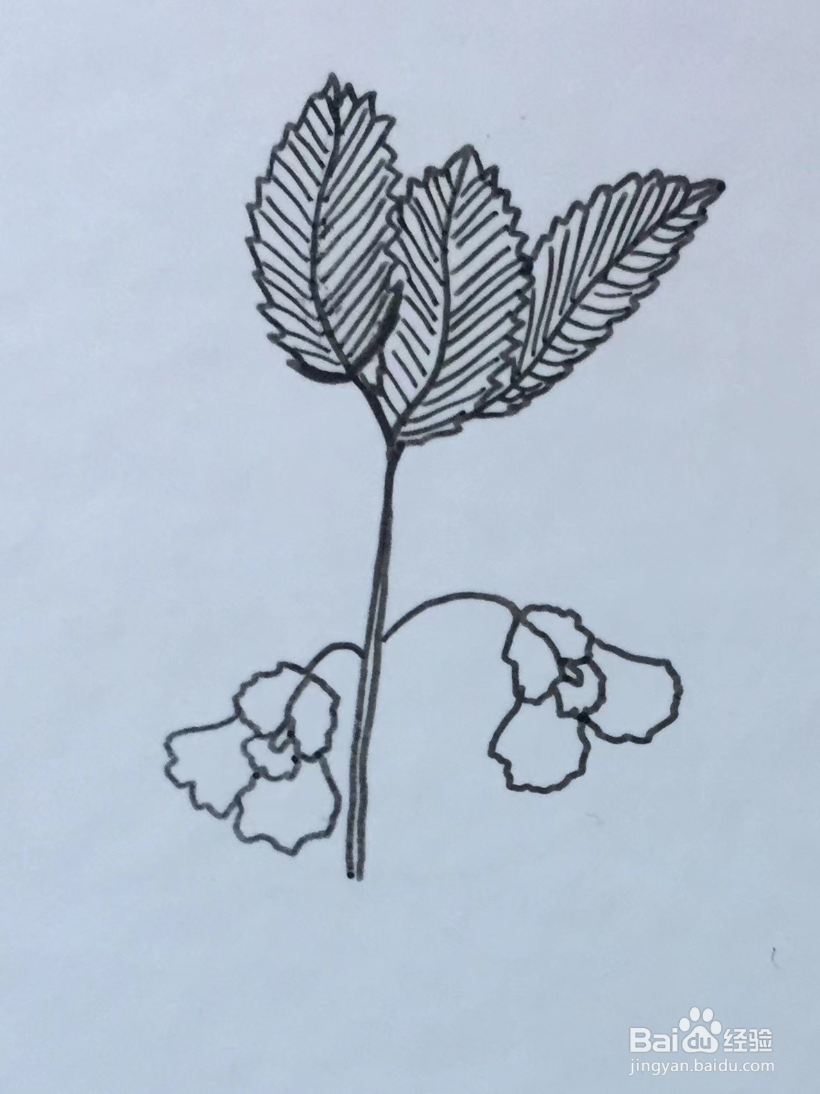 插画教程之凤仙花