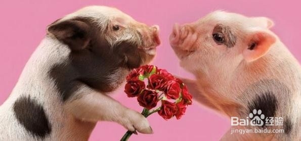 养宠物猪的注意事项