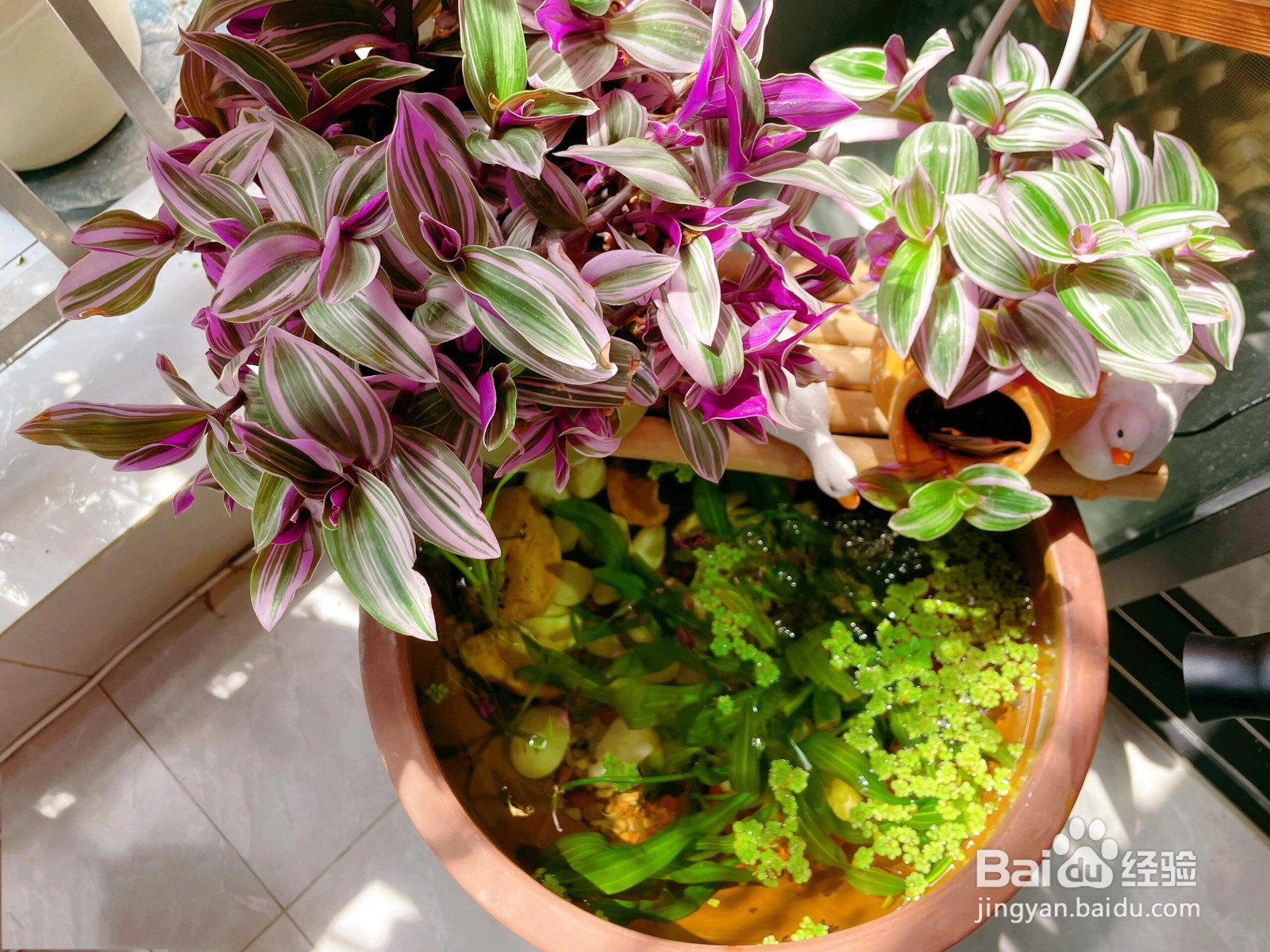 “水中养花：为生活添魔法，解锁多重惊喜好处”