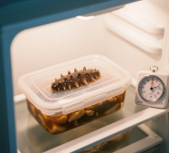 葱烧海参的做法