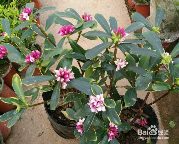 秋天盆花怎么修剪