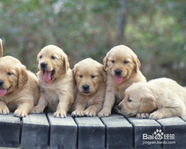 如何在家给幼犬做美容