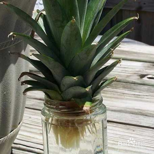 盆栽菠萝冬天怎样防冻