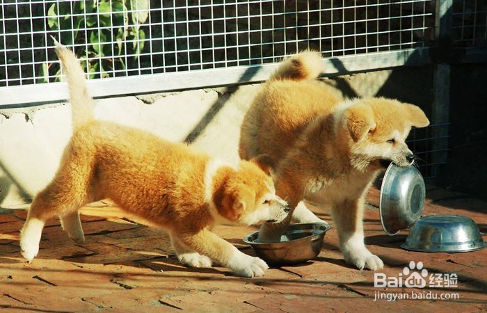 秋田犬怎么养