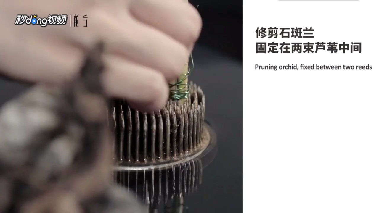 郁金香与芦苇怎么插花