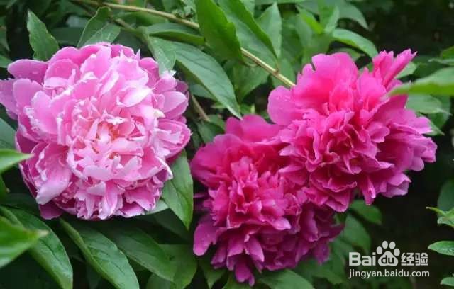 中国名花，五月花神，一开就惊艳全场
