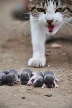 家里有老鼠怎么办