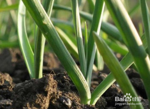 种蒜的方法及过程