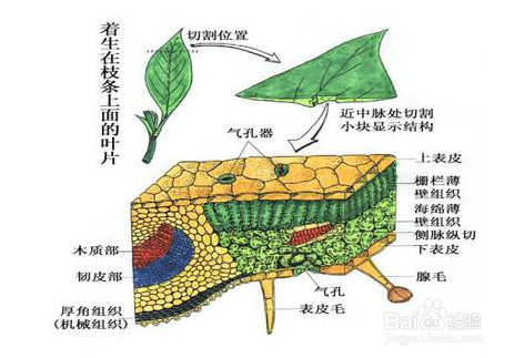 树叶的结构名称图解