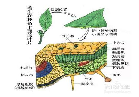 树叶的结构名称图解 百度经验