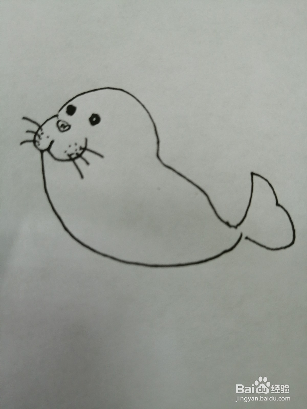 可爱的小海豹怎么画