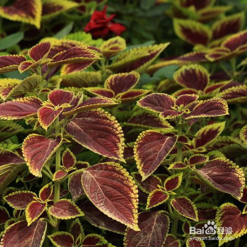 发现家里培育的彩叶草叶子发黄怎么办?