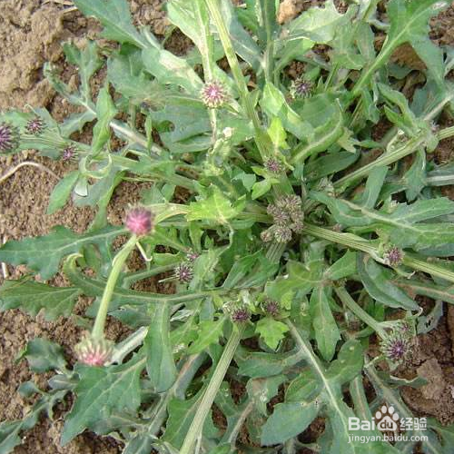 泥胡菜的培育方法和注意事项