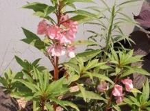 凤仙花叶子卷曲怎么办