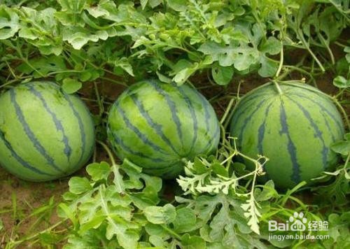 哪几种人不适合吃西瓜？