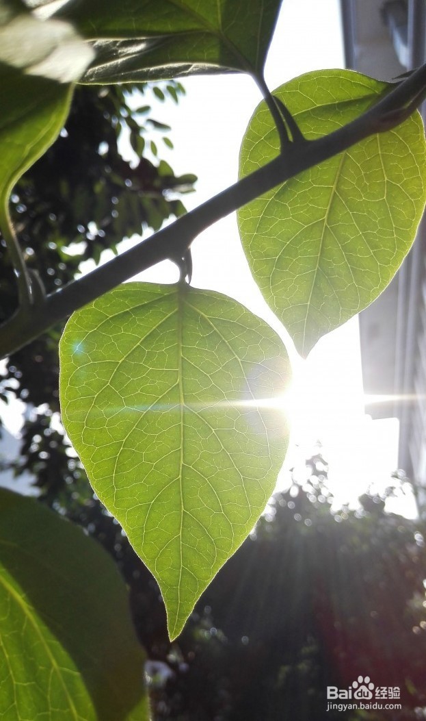 玩转手机微距摄影 的技巧有哪些