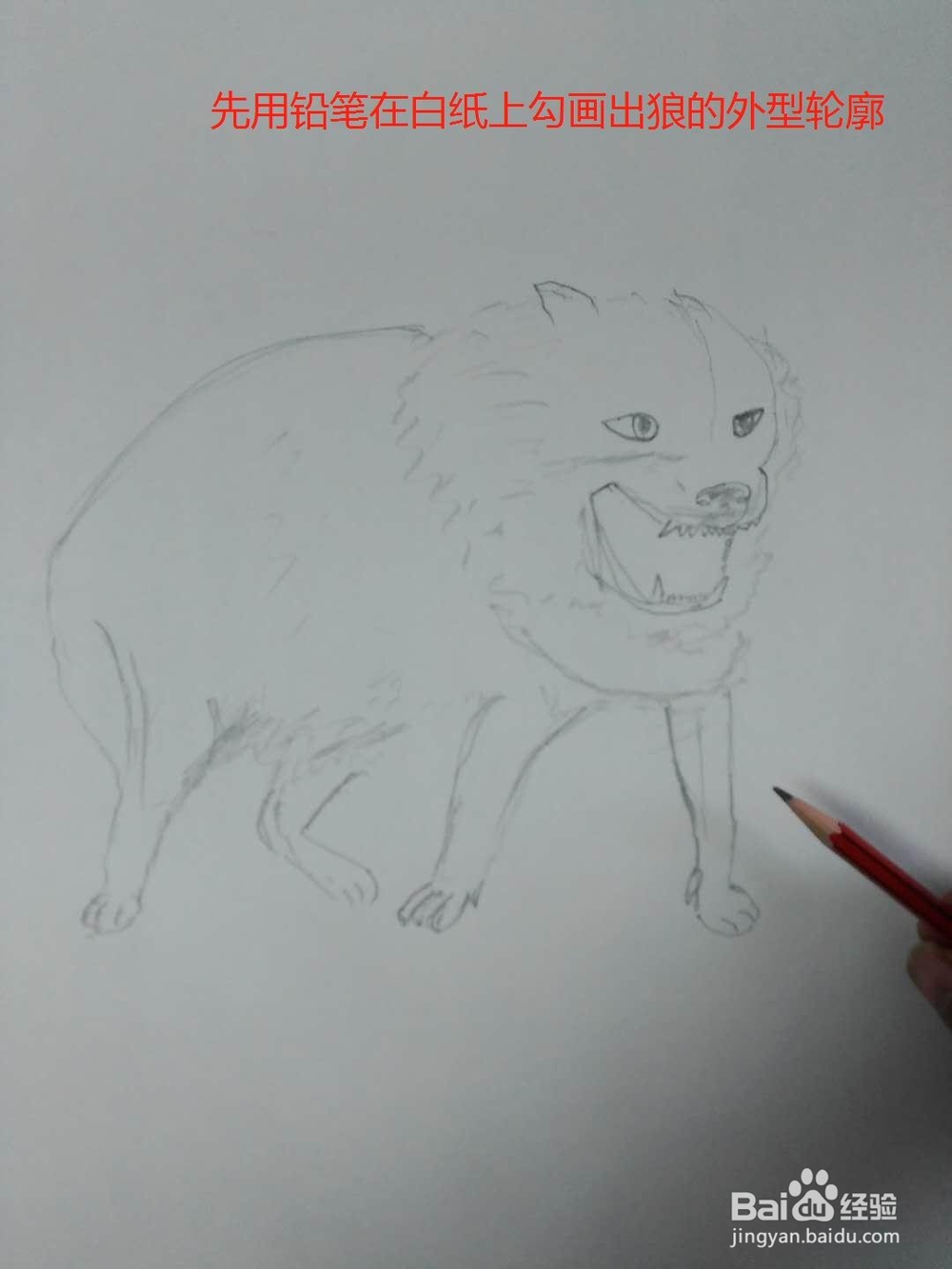 水彩画咆哮的狼的画法