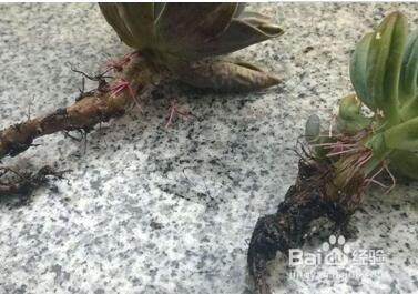多肉烂根怎么处理方法