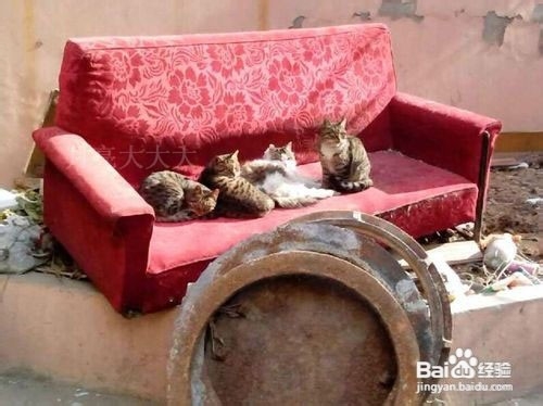 自己一个人在家,可以怎么消磨时间(原创多图)