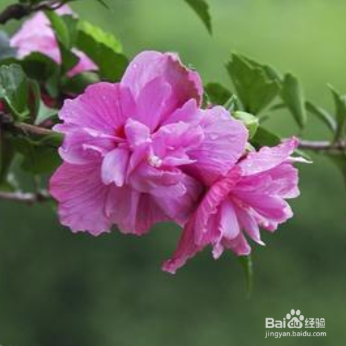 木槿花图片养殖方法