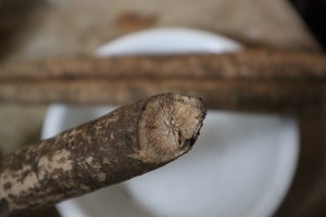 教你怎么做牛蒡祛痘汤