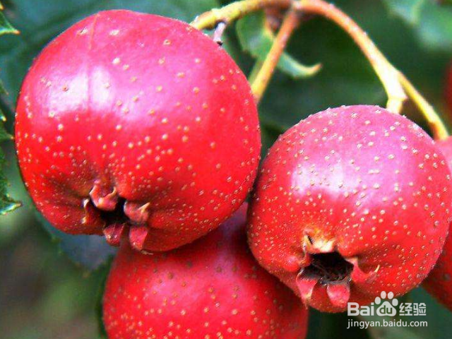 食用山楂有哪些好处?