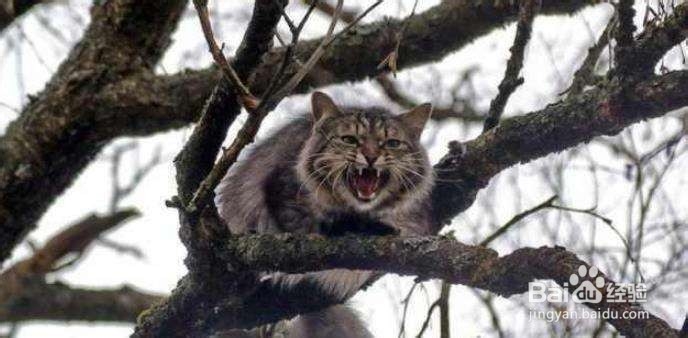 猫咪为什么喜欢高处?高处有哪些吸引力?