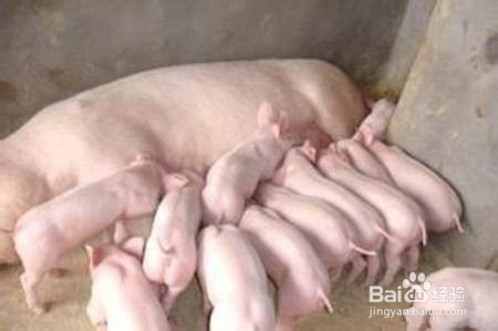 母猪产前产后不吃食怎么办?产后护理怎么做?