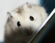 仓鼠为什么不躺手上_仓鼠不躺手上的原因详解