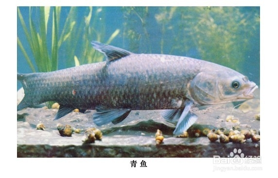 青鱼有哪些营养价值?