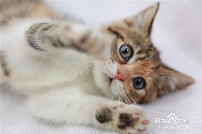 家中有幼儿的家庭如何养猫