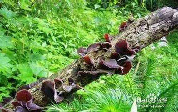 吸进肺的雾霾怎么清理出来