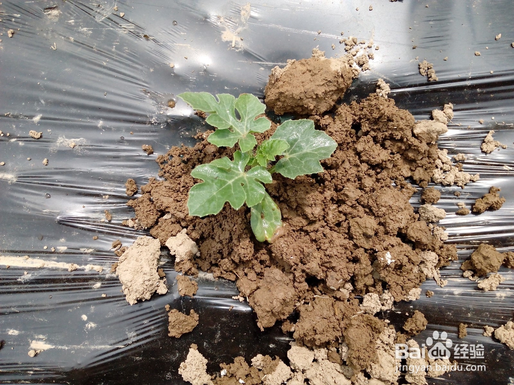 如何栽种西瓜苗