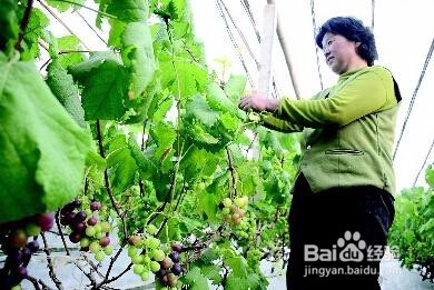 如何建设农业高新区