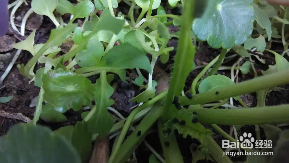 阳台花园：[22]青菜长虫怎么办虫吃菜怎么办