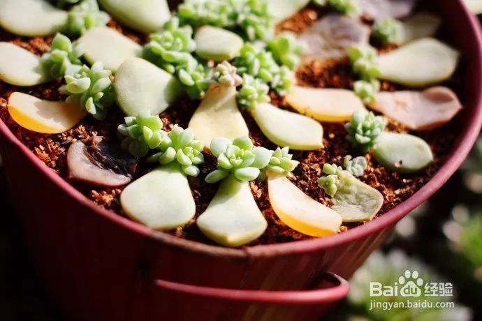 这样叶插多肉叶片轻松变成小森林！