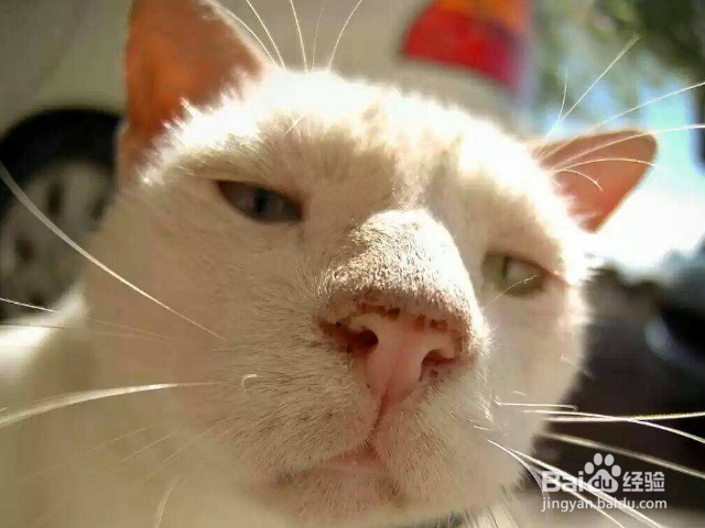 哪些猫适合老年人养?