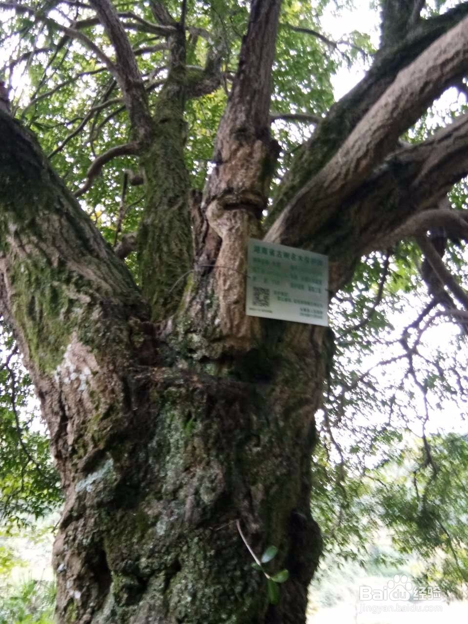 田云青老师旅游景观册编辑方法