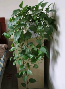 绿萝放置时应注意点什么？