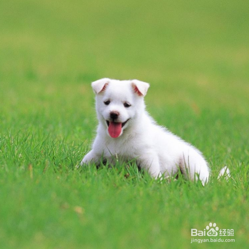 怎么给狗狗洗澡好