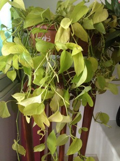 绿萝叶子发黄是什么原因